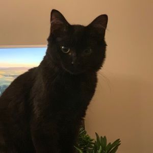 Meet your Posher, Aida